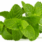 daun mint untuk sakit perut dan mual