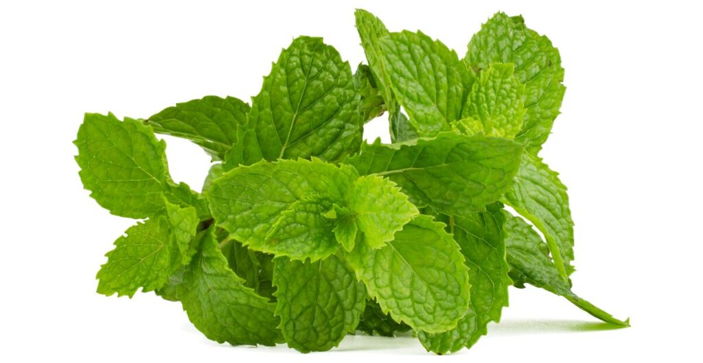 daun mint untuk sakit perut dan mual
