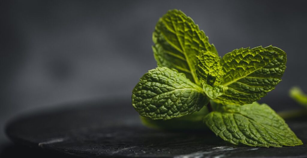 daun mint untuk jerawat dan kulit berminyak