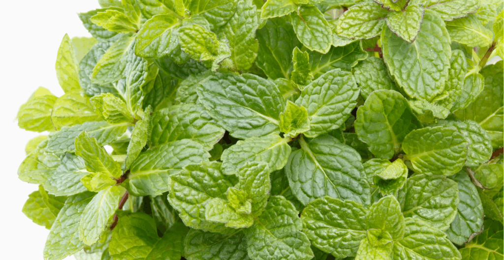 Resep Minuman Segar Daun Mint