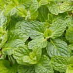 Resep Minuman Segar Daun Mint