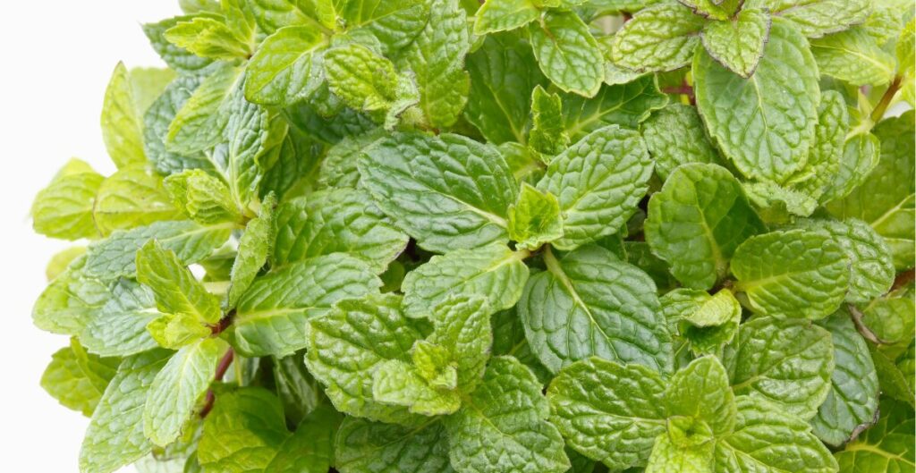 Resep Minuman Segar Daun Mint