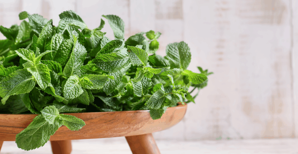 daun mint untuk diet alami