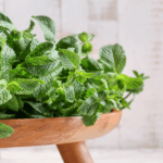daun mint untuk diet alami