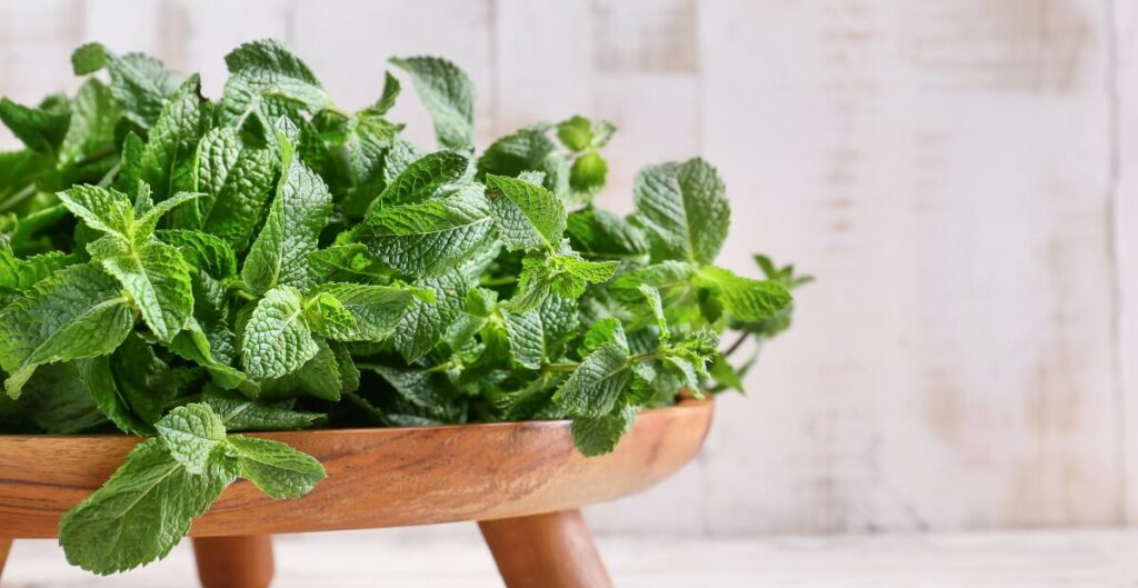 daun mint untuk diet alami