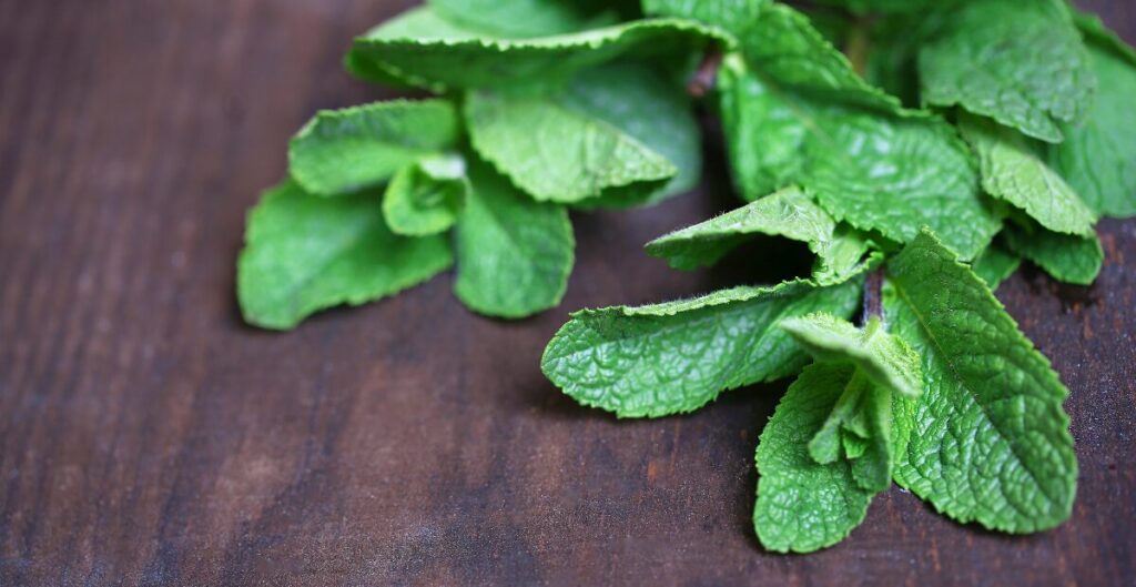 teh daun mint herbal siap konsumsi