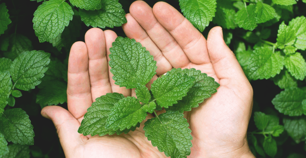 daun mint untuk rambut rontok