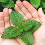 daun mint untuk rambut rontok