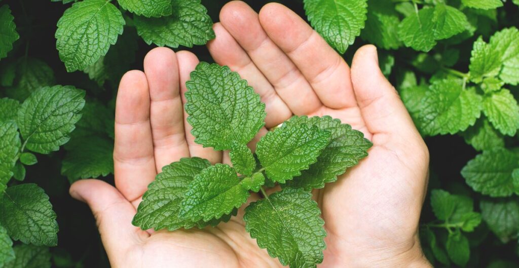 daun mint untuk rambut rontok