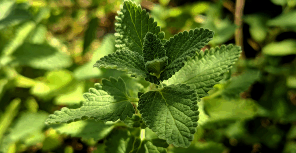 daun mint untuk aromaterapi