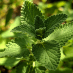 daun mint untuk aromaterapi