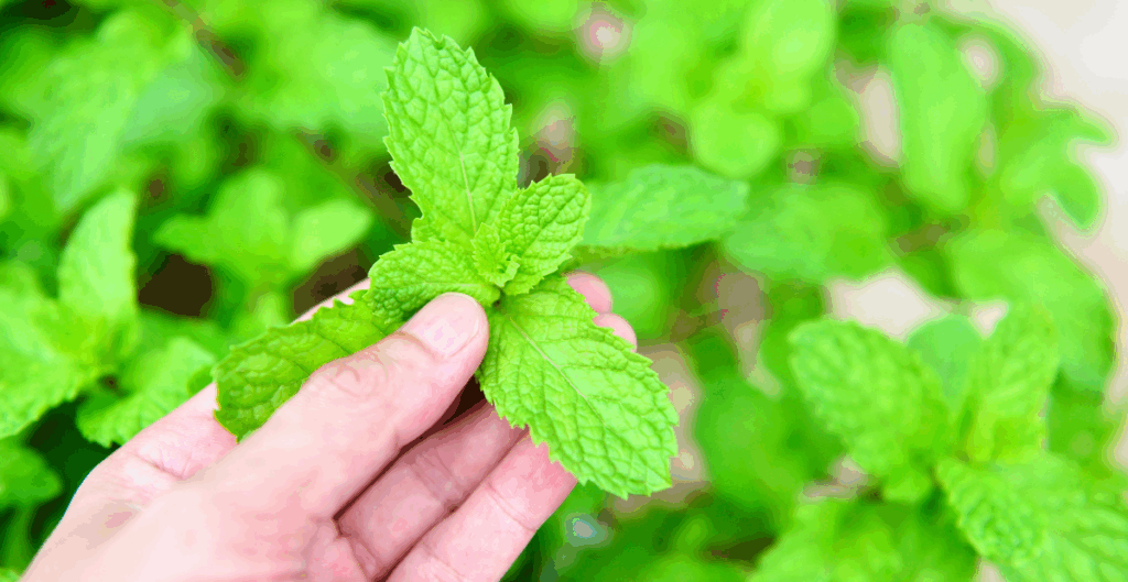 cara menanam daun mint di rumah