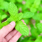 cara menanam daun mint di rumah