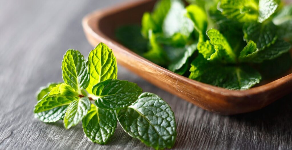 daun mint dalam masakan Indonesia