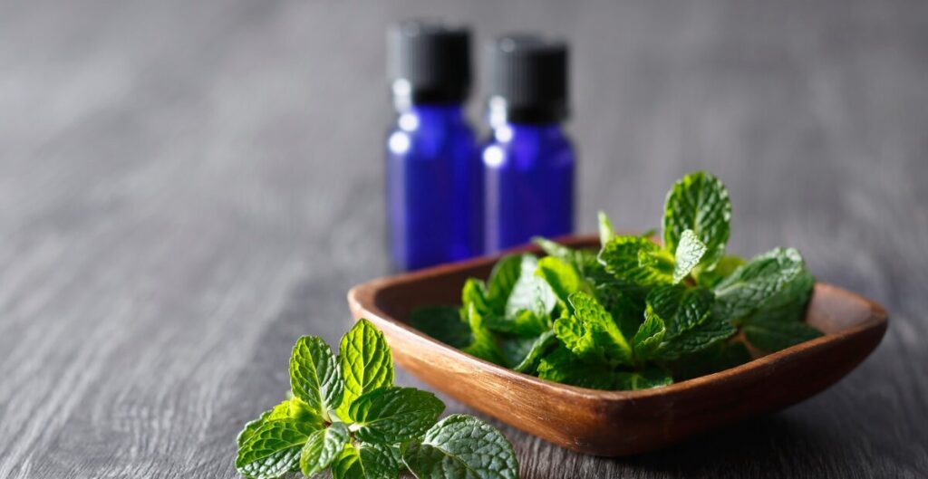 daun mint vs daun basil