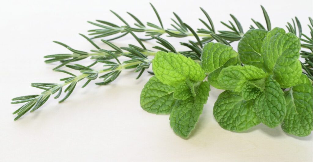 efek samping konsumsi daun mint berlebihan