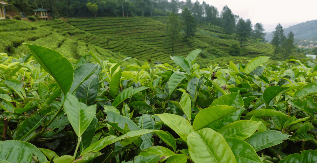 biaya maklon teh pelangsing