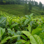 biaya maklon teh pelangsing