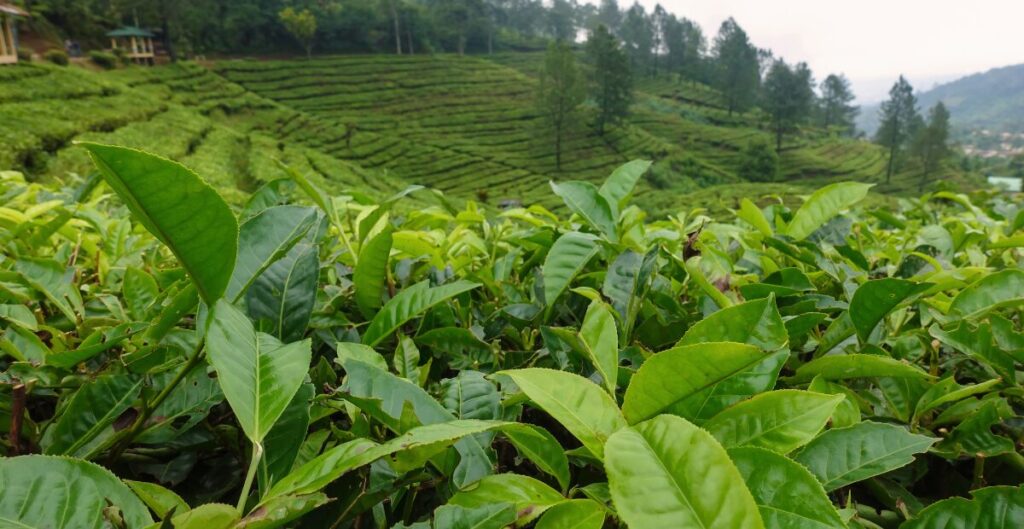 biaya maklon teh pelangsing