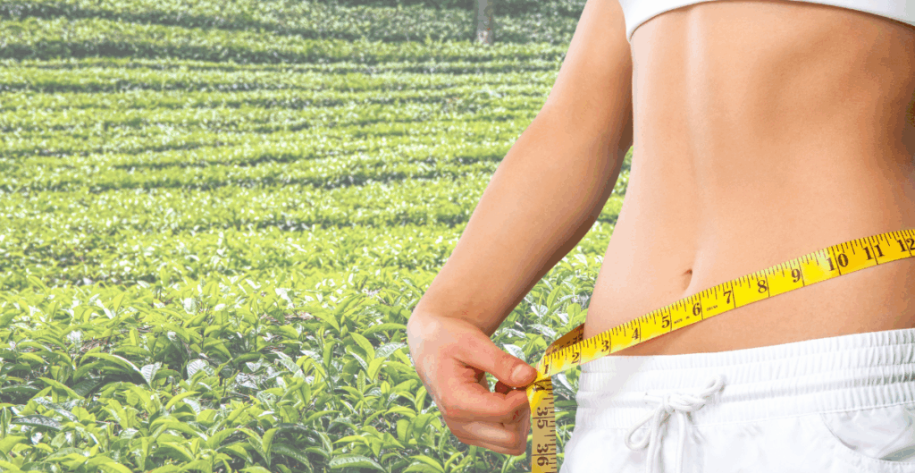 komposisi herbal teh pelangsing