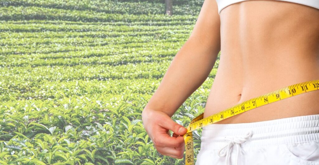 komposisi herbal teh pelangsing