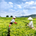 keunggulan maklon teh pelangsing