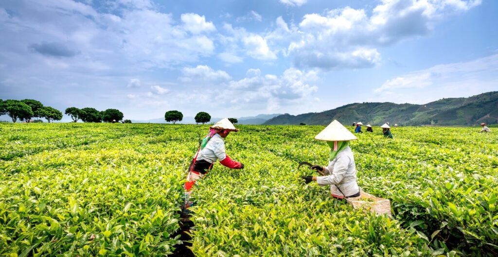 keunggulan maklon teh pelangsing