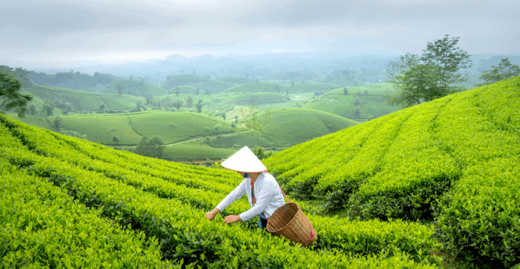 ekspor teh pelangsing maklon ke luar negeri