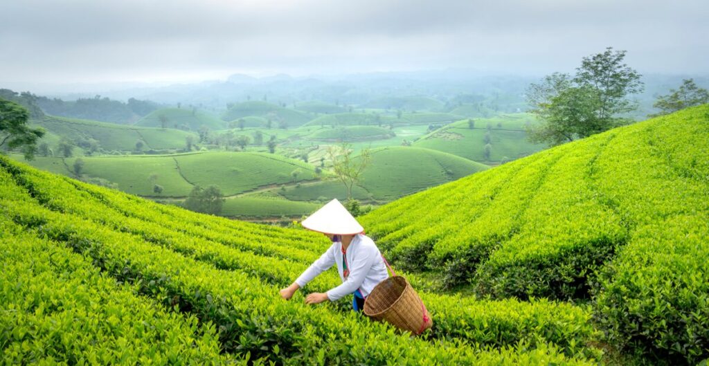 ekspor teh pelangsing maklon ke luar negeri