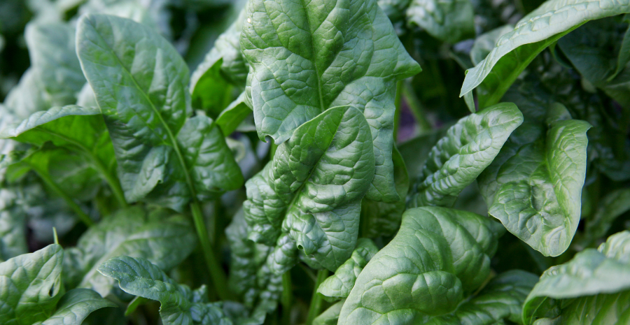 harga daun bayam segar