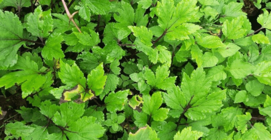 cara mengonsumsi purwoceng yang benar