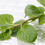 peluang usaha daun mint organik