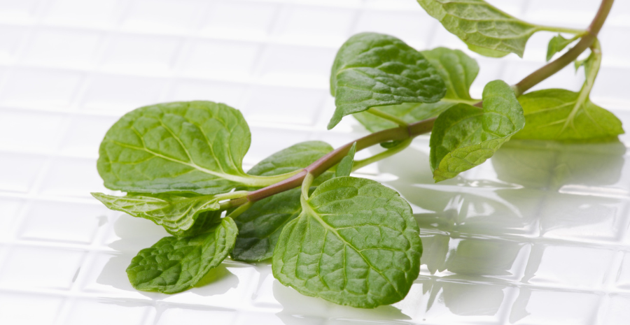 peluang usaha daun mint organik