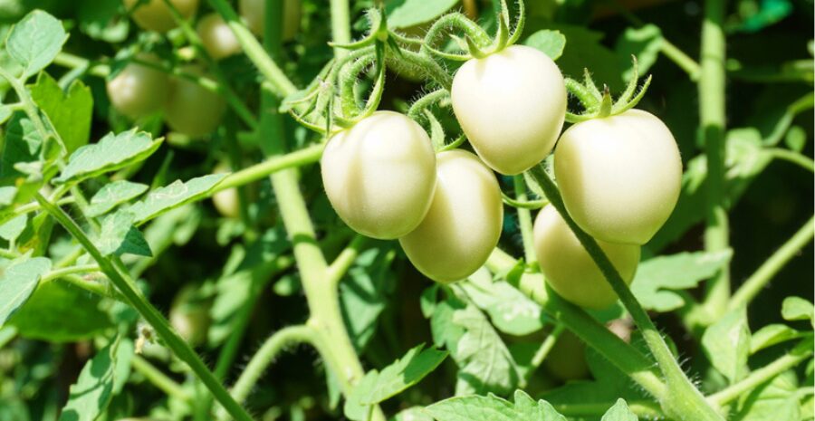 tomat putih cocok ditanam di mana