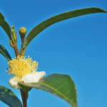 resep minuman herbal dari camellia sinensis