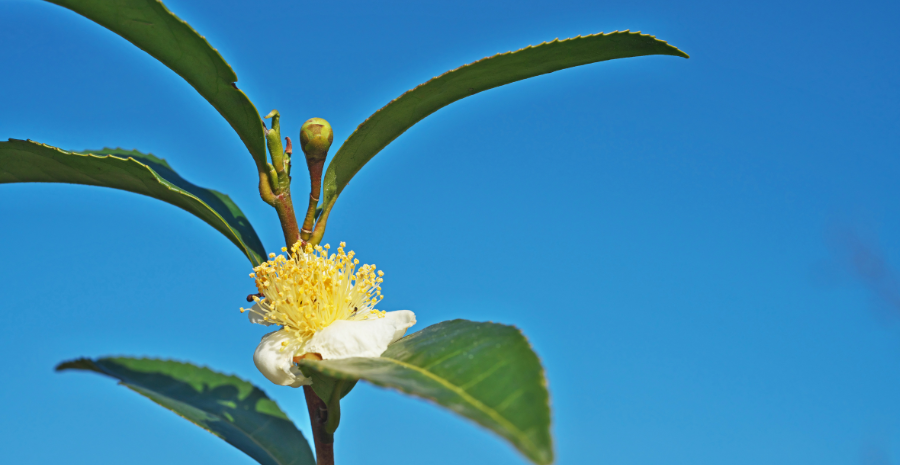resep minuman herbal dari camellia sinensis