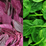 perbedaan bayam hijau dan bayam merah