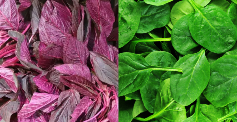 perbedaan bayam hijau dan bayam merah