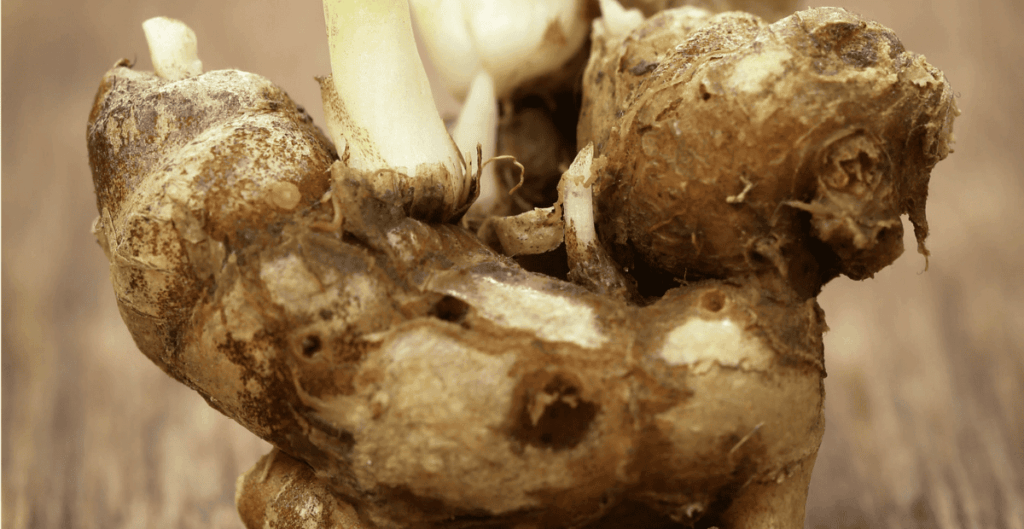 manfaat kencur untuk menambah stamina