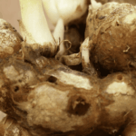 manfaat kencur untuk menambah stamina