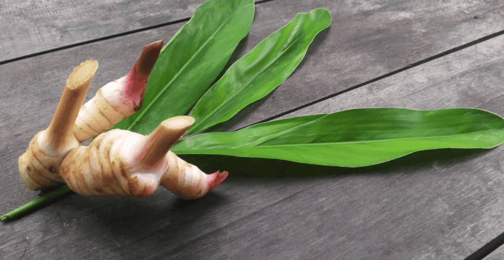 manfaat kencur dalam jamu