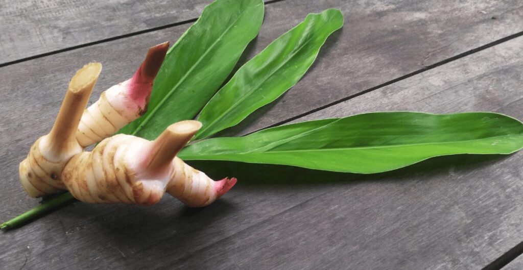 manfaat kencur dalam jamu