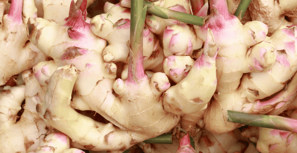 manfaat kencur untuk anak