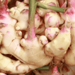 manfaat kencur untuk anak