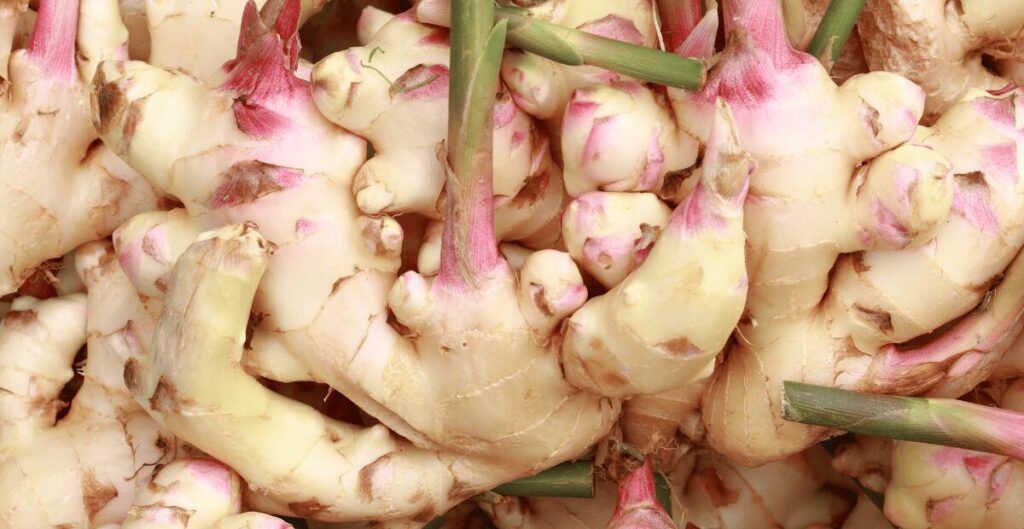 manfaat kencur untuk anak