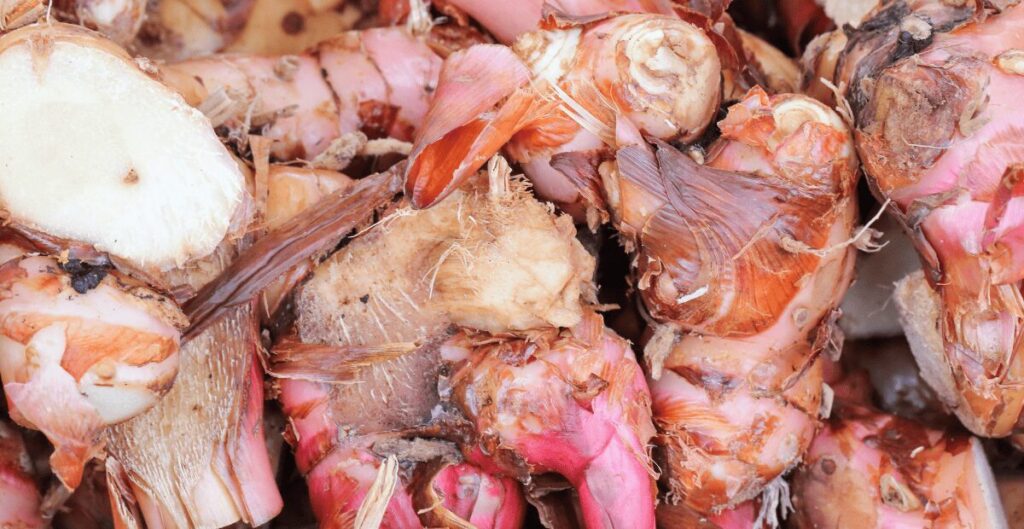 manfaat kencur untuk kesehatan wanita