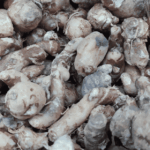 manfaat kencur untuk mengatasi mual