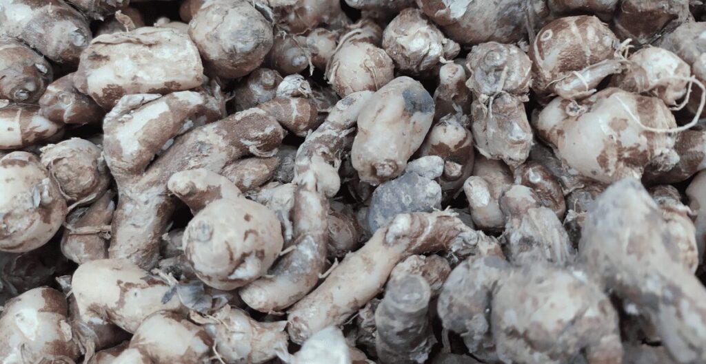 manfaat kencur untuk mengatasi mual