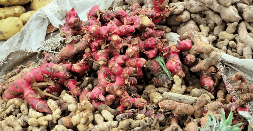 manfaat kencur untuk kesehatan tubuh