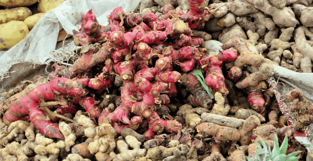 manfaat kencur untuk kesehatan tubuh